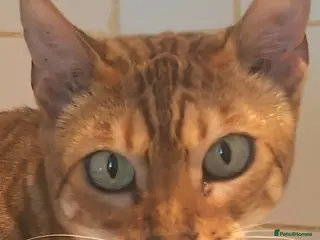 Bengal cats SOLD PURE SBT Tica Bengal retired female Venus - Advert 11