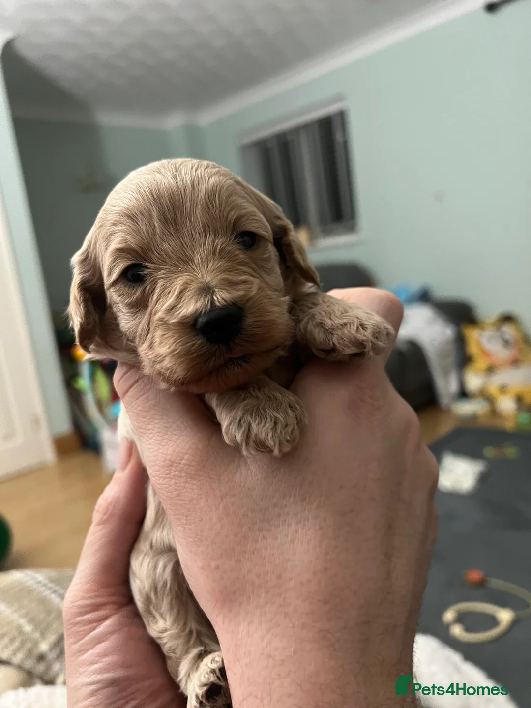 Cockapoo dogs for sale: ONLY TWO GIRLS LEFT BEAUTIFUL LITTER OF COCKAPOO  - Advert 12