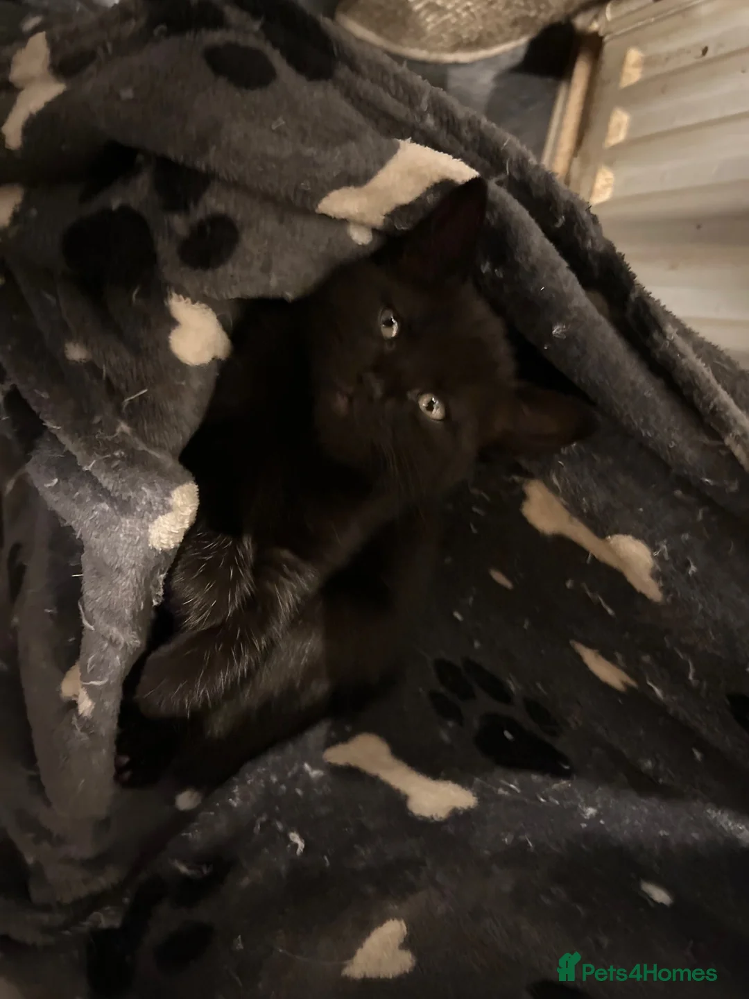Mixed Breed cats for sale: Kittens for sale  - Advert 2