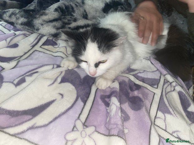 Siamese cats in Loughborough - Advert 7