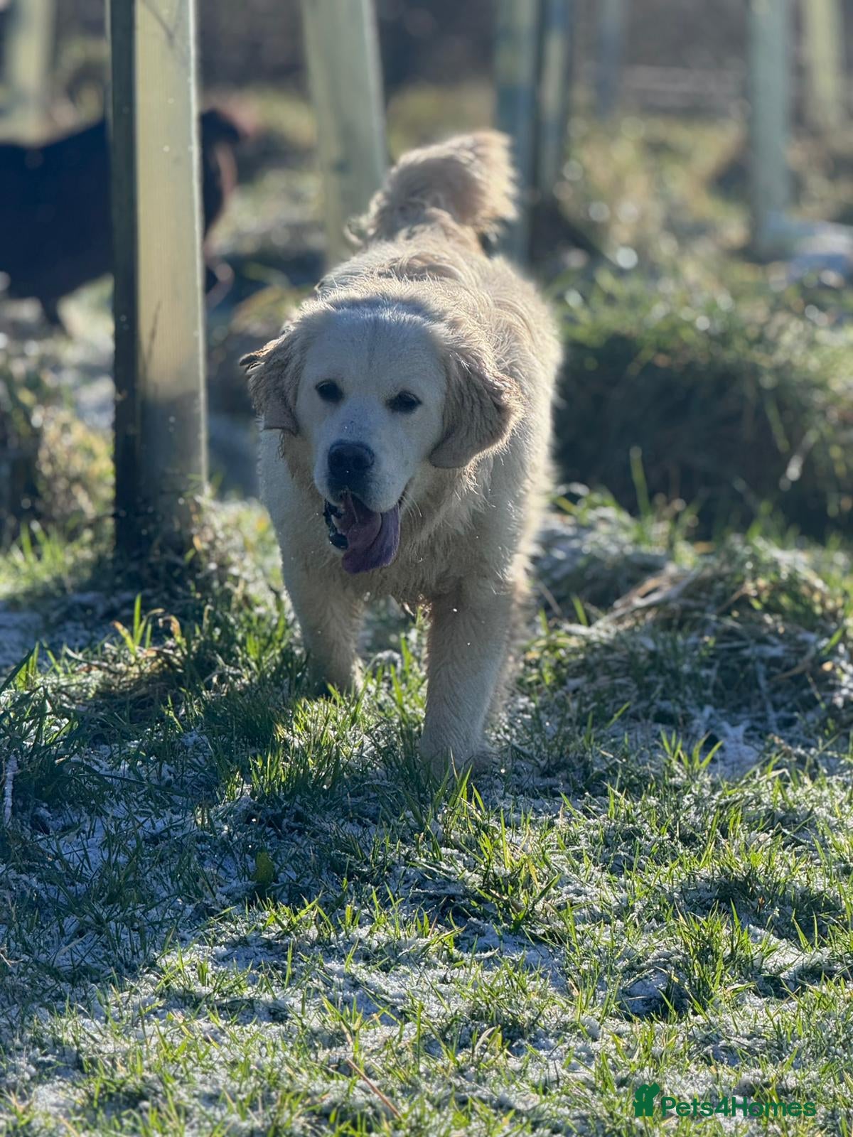 Golden Retriever dogs KC Registered 10 month old Male golden retriever  - Advert 1