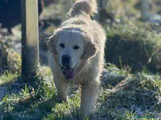 Golden Retriever dogs KC Registered 10 month old Male golden retriever - Advert 2