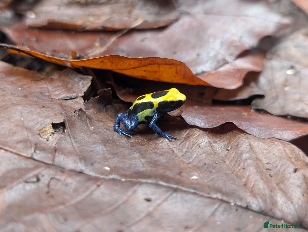 Frog reptiles for sale: Dendrobate Tinctorius "French Guyana" - Advert 2
