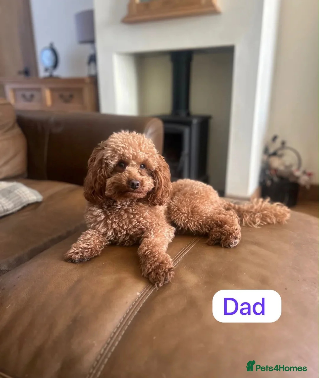 Cavapoo dogs for sale: Cavapoo puppy’s  - Advert 2