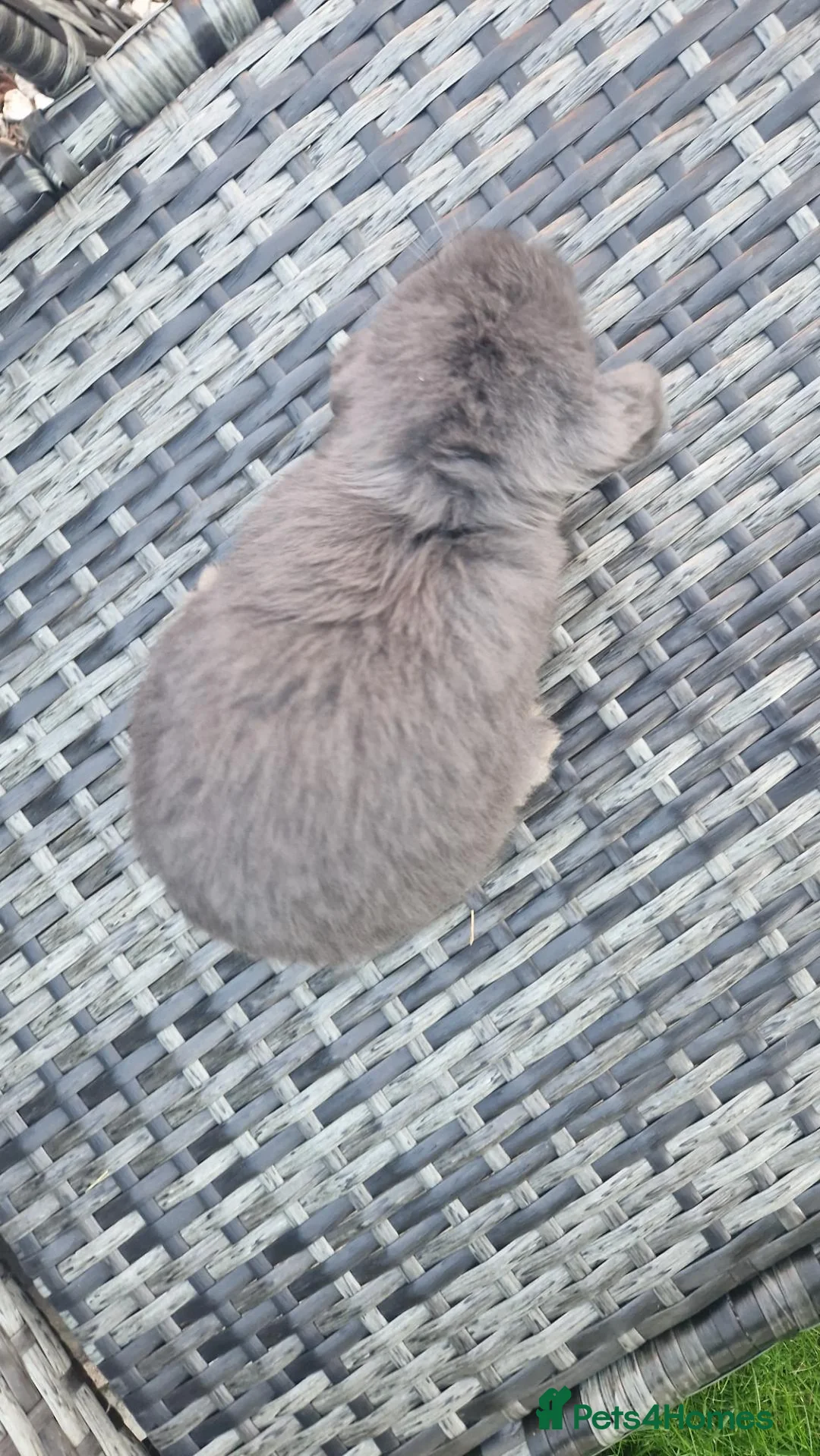 Mini Lop rabbits for sale: READY NOW Mini Lop Bunnies - Advert 3