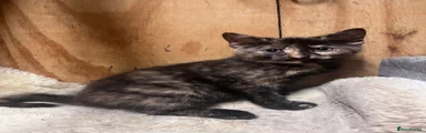 Mixed Breed 2