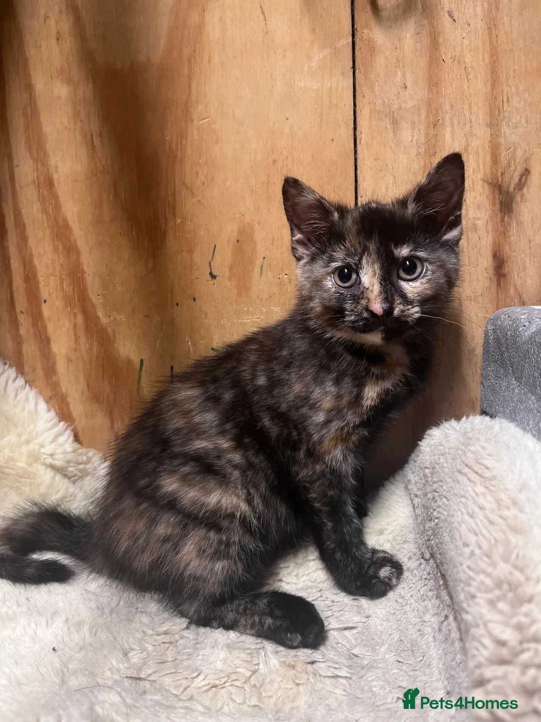Mixed Breed cats for sale: Beautiful kittens available  - Advert 2