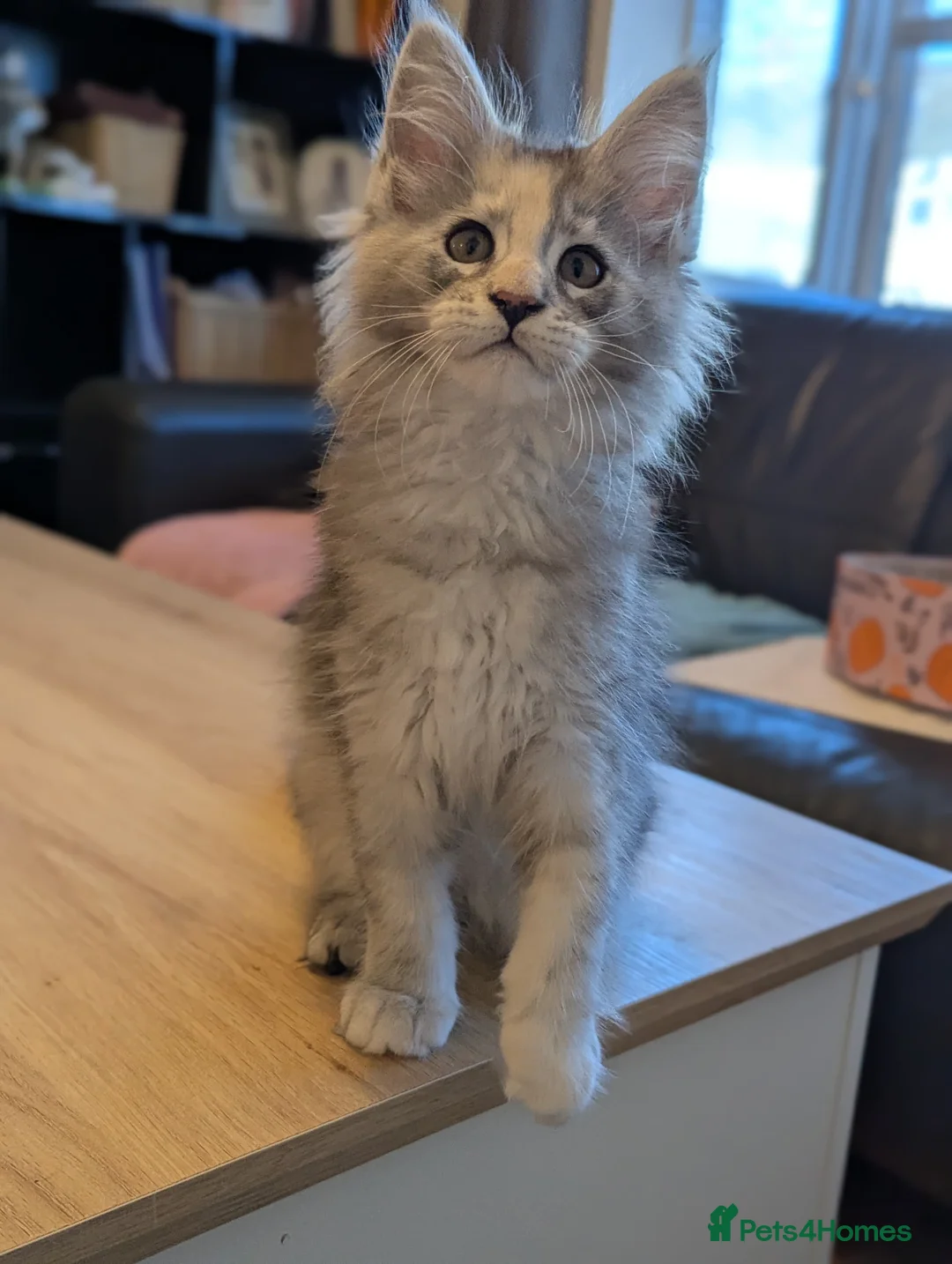 Maine Coon cats for sale: 🏅GCCF🏅 pure maine coon kittens  - Advert 20