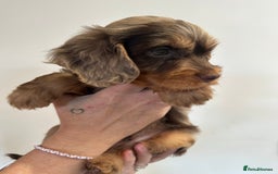 Cockapoo dogs for sale: Cockapoo Puppies for sale - Image 9