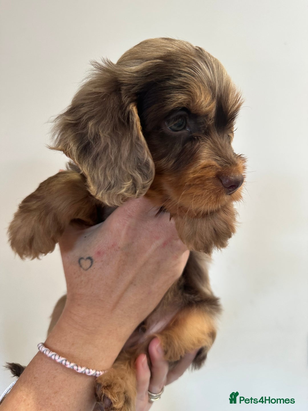 Cockapoo dogs for sale: Cockapoo Puppies for sale - Image 9