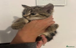 Mixed Breed cats for sale: 6 adorable kittens with different prints - Image 2