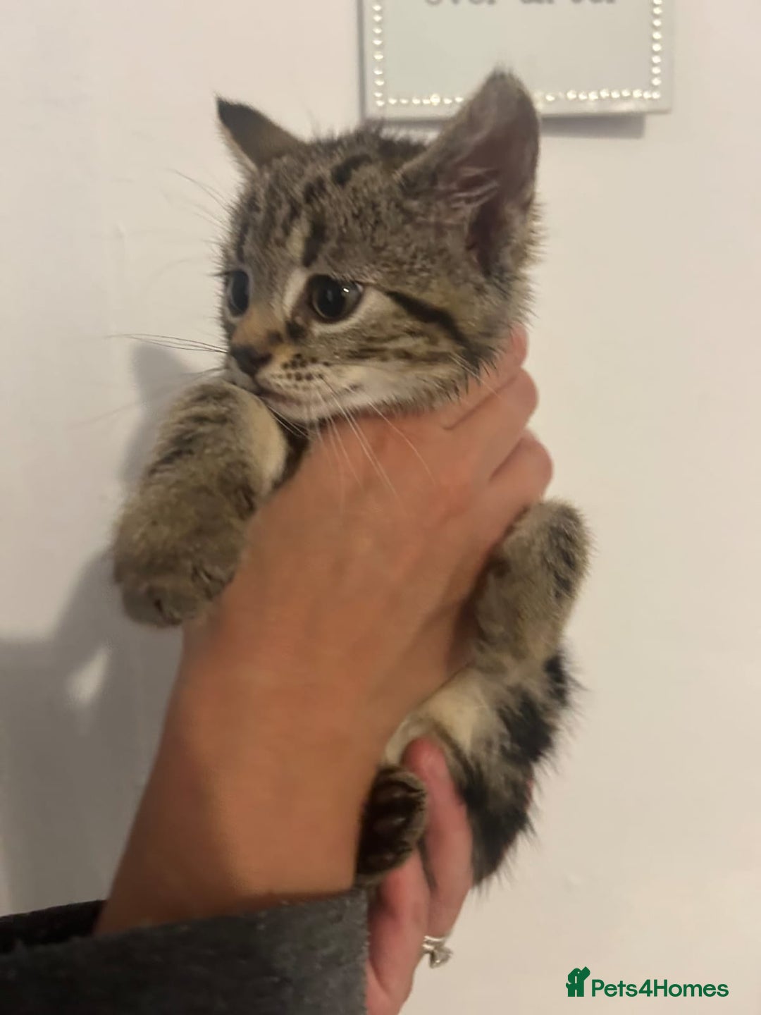 Mixed Breed cats for sale: 6 adorable kittens with different prints - Image 2