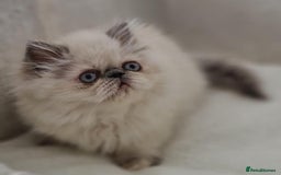 Persian cats for sale: Persian Kittens Looking For New Home - Image 9