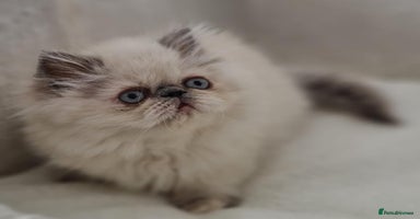 Persian cats - Advert 7