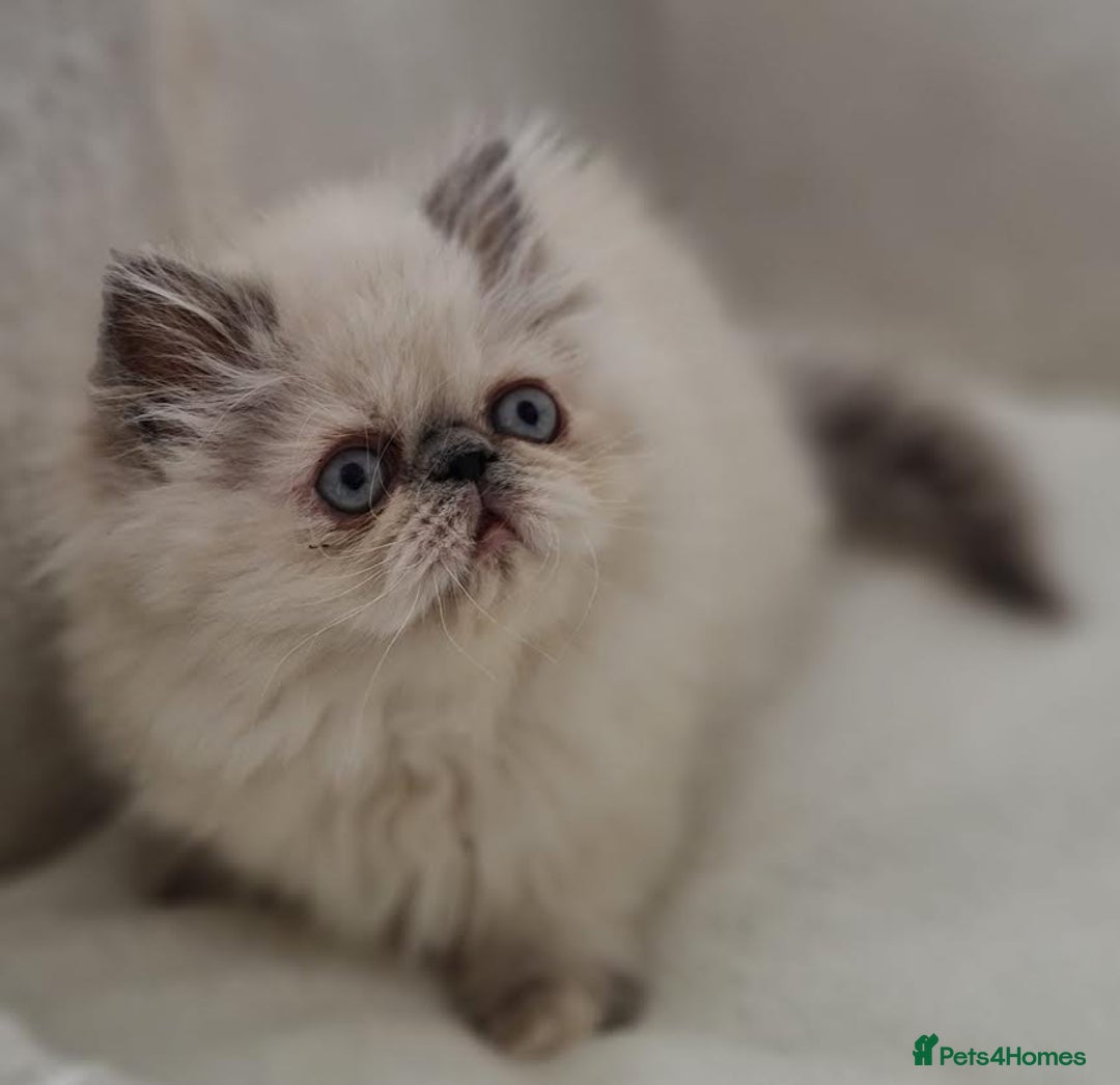Persian cats for sale: Persian Kittens Looking For New Home - Image 9