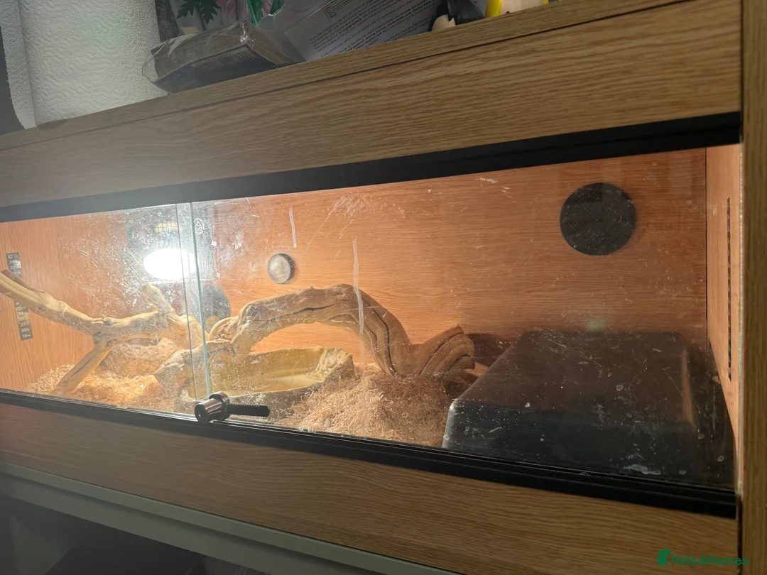 Python Snake reptiles for sale: Yellow royal python with vivarium  - Advert 2