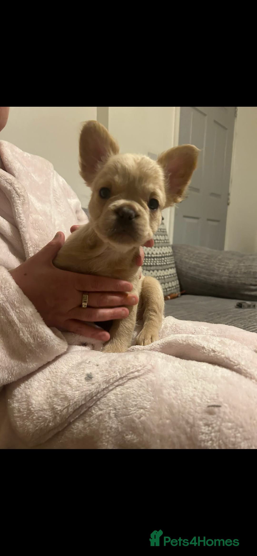 French Bulldog dogs for sale: French bulldog pups ready Now reduced‼️ - Advert 2