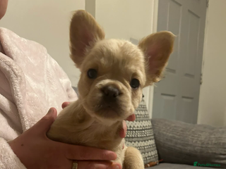 French Bulldog dogs French bulldog pups ready Now reduced‼️ - Advert 1