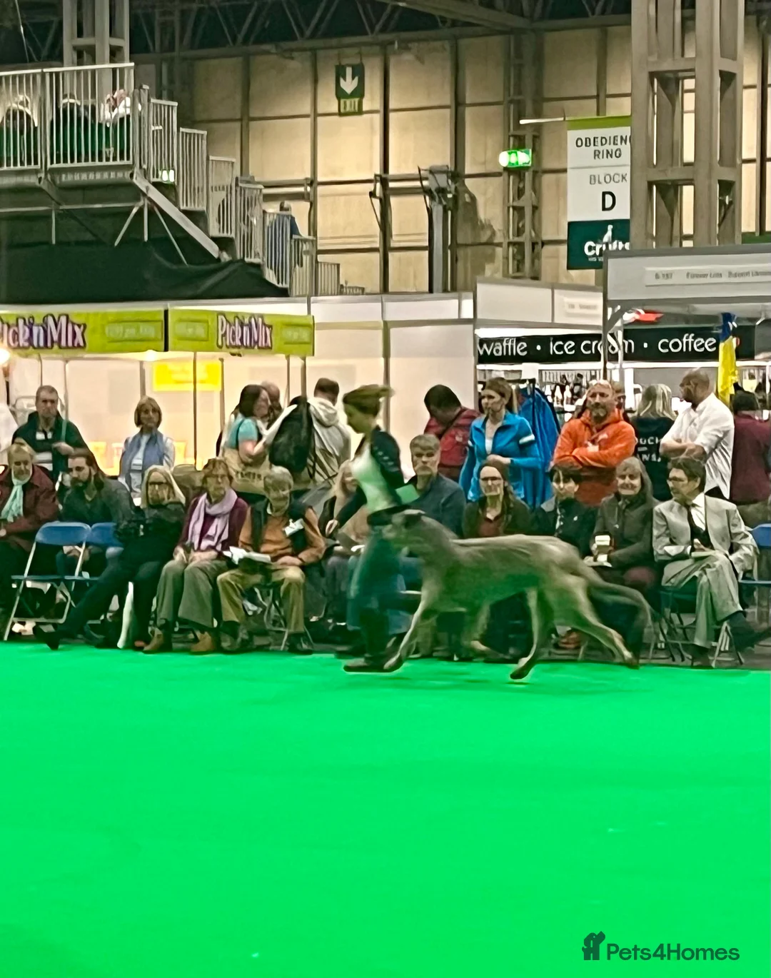 Deerhound dogs for stud: Scottish Deerhound with awards - Advert 9