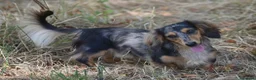 Miniature Dachshund dogs for stud: Miniature dachshund stud  - Advert 3