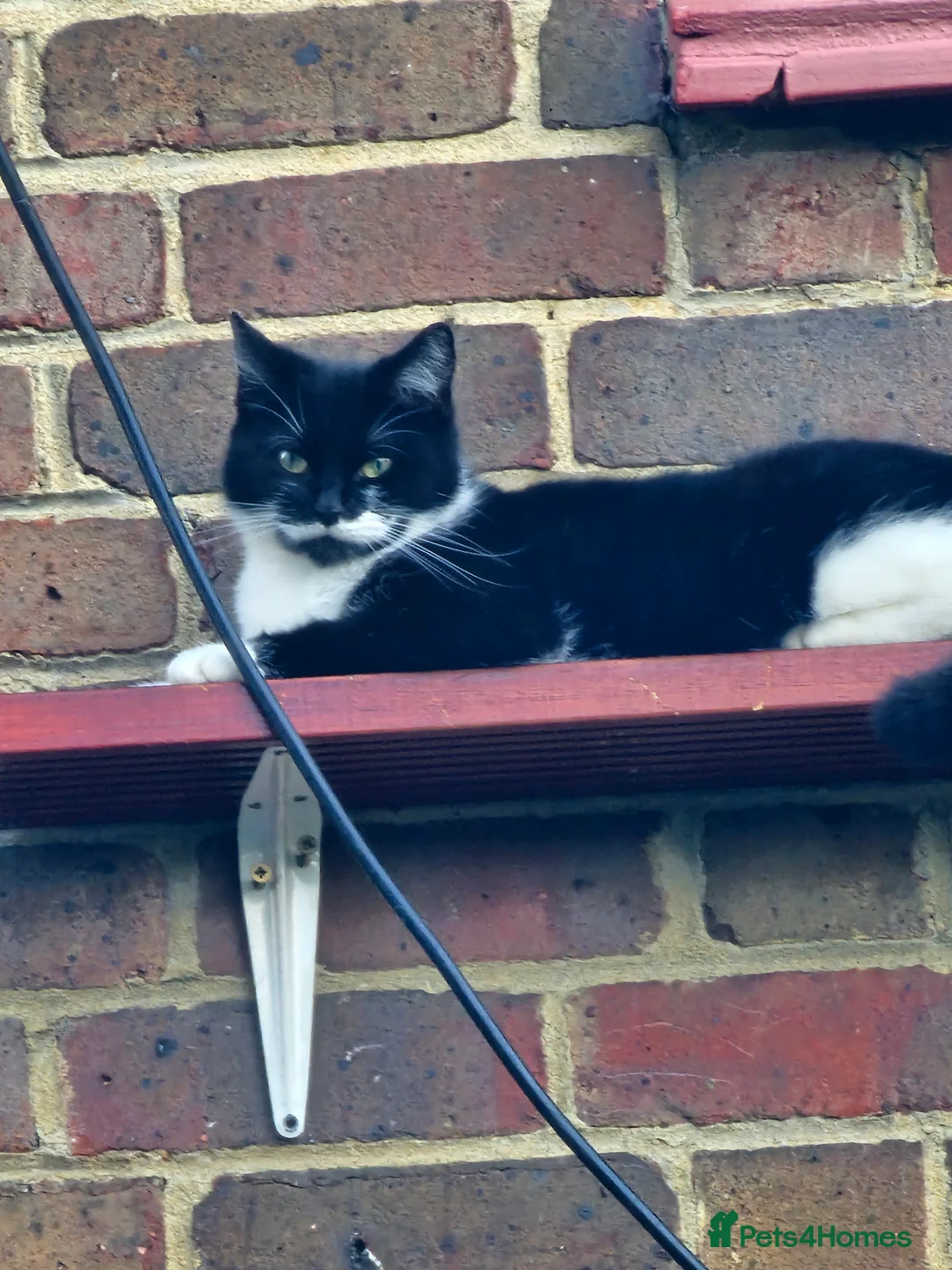 Domestic Shorthair cats for sale: FTAGH 🏡PREGNANT cat for desperate rehome.  - Advert 1