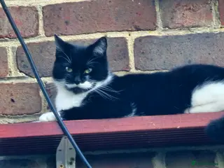 Domestic Shorthair cats FTAGH 🏡PREGNANT cat for desperate rehome. - Advert 12