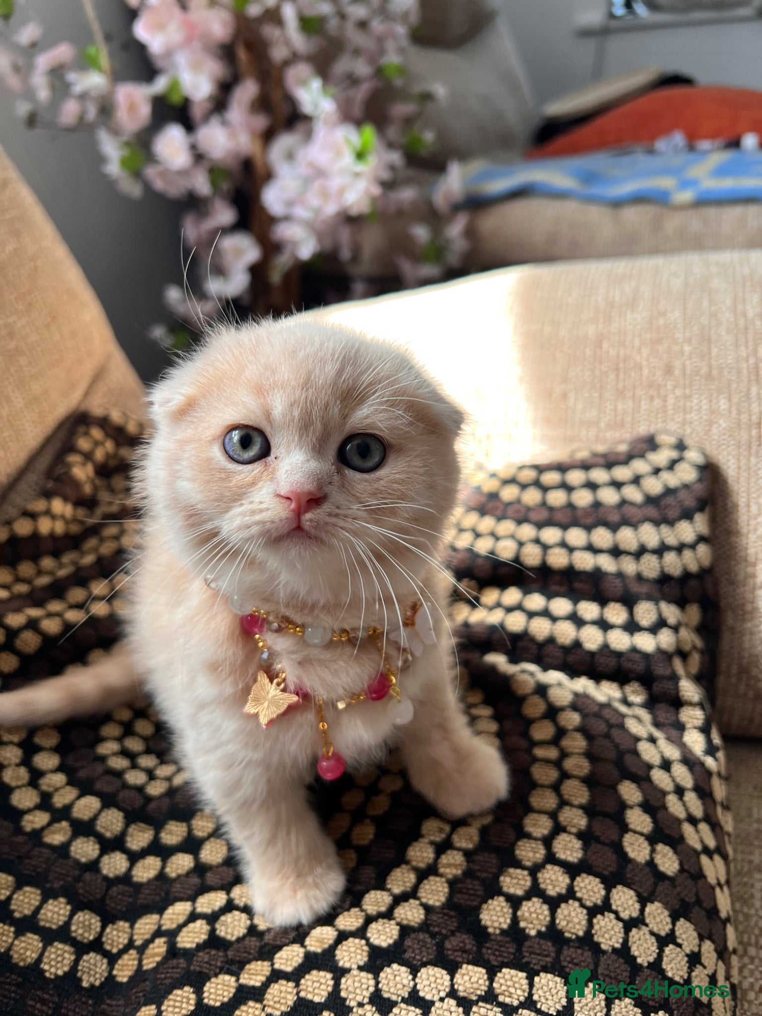 Scottish Fold cats for sale: 😻SCOTTISH FOLD 😻 CREAM & RED COLOUR 😻 - Advert 3