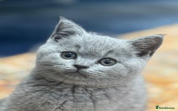 British Shorthair cats for sale: Baby British short hair  - Image 2