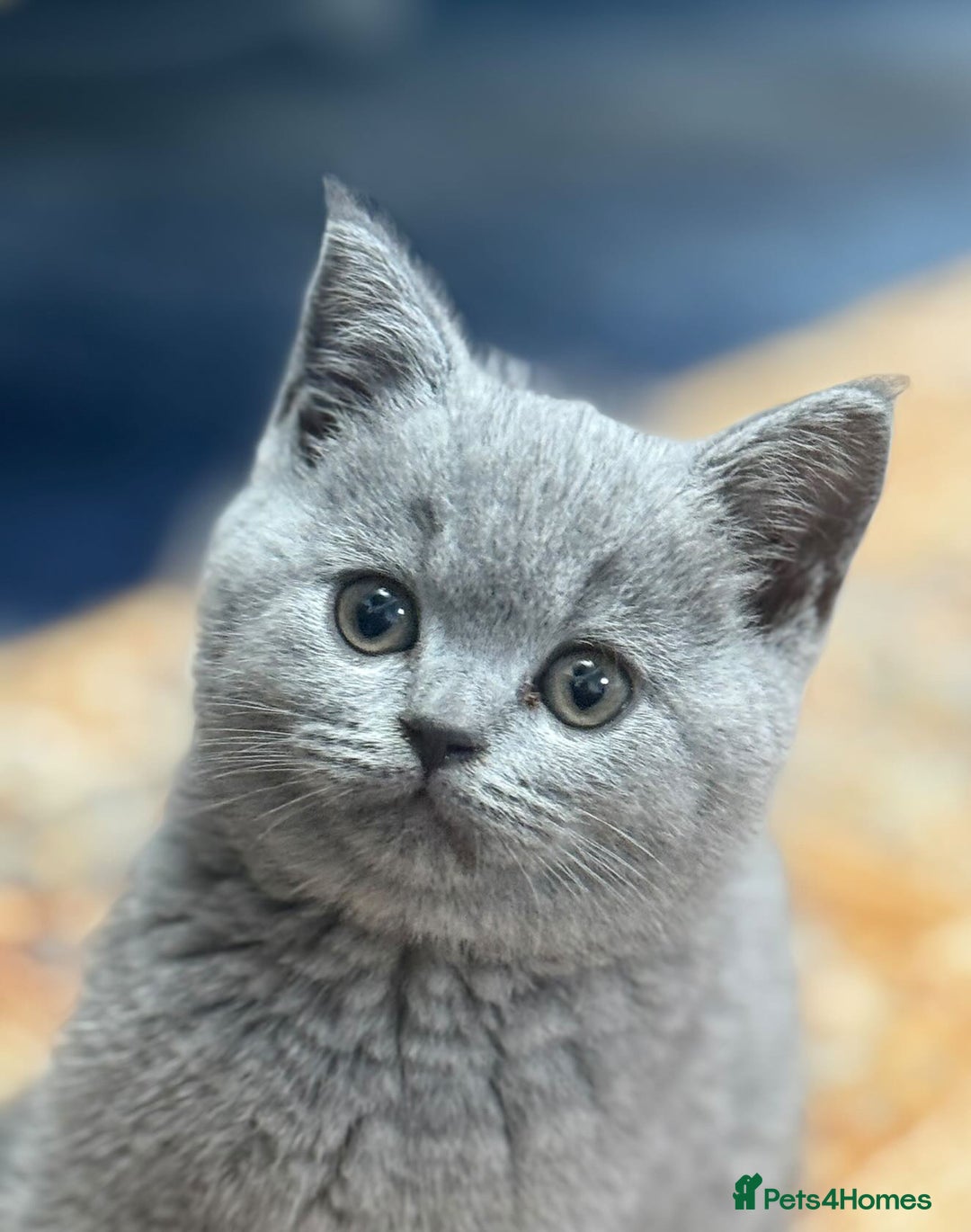 British Shorthair cats for sale: Baby British short hair  - Image 2