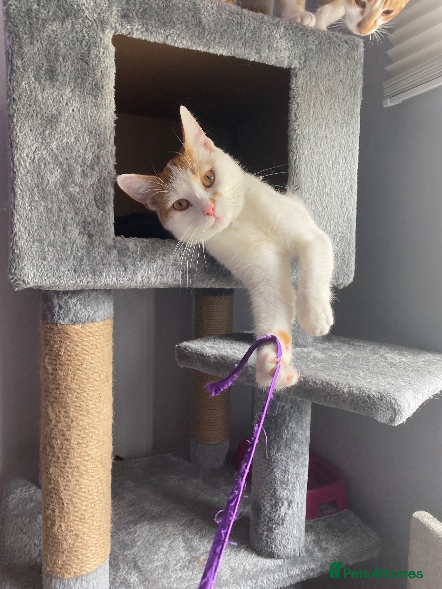 Mixed Breed cats Clem for sale - Advert 13