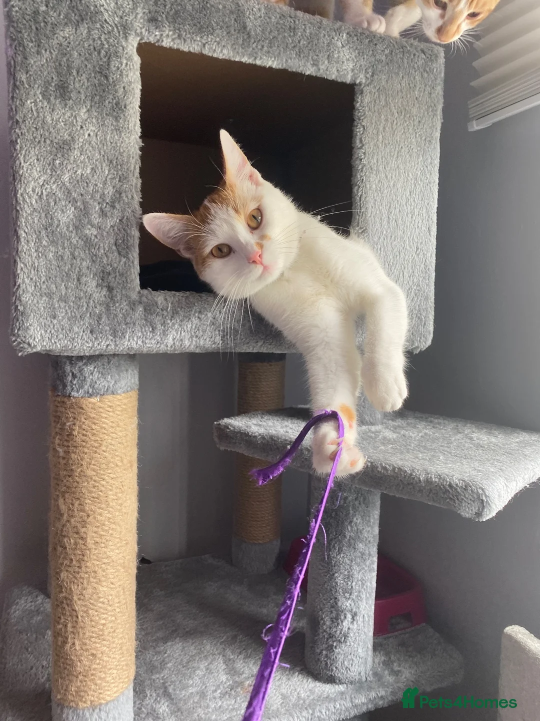 Mixed Breed cats for sale: Clem for sale - Advert 1