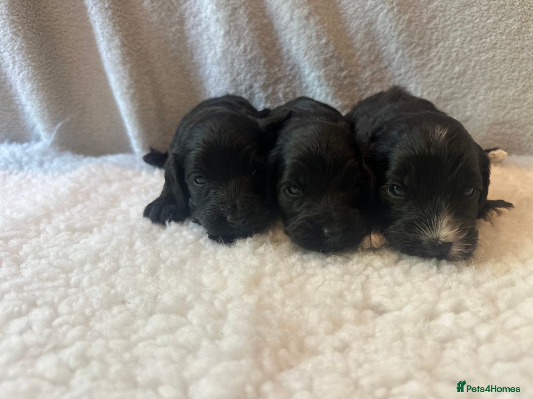 Cockapoo dogs for sale: F1 Cockapoo puppies  - Image 4
