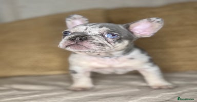 French Bulldog dogs - Advert 2