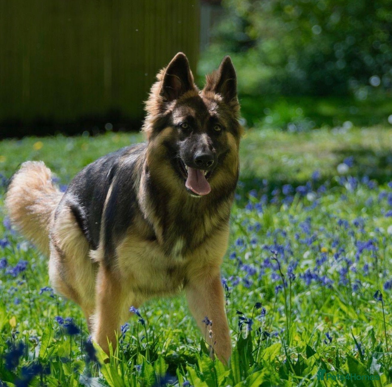 German Shepherd dogs for sale: Super Special Unique German Shepard Puppies  - Advert 5