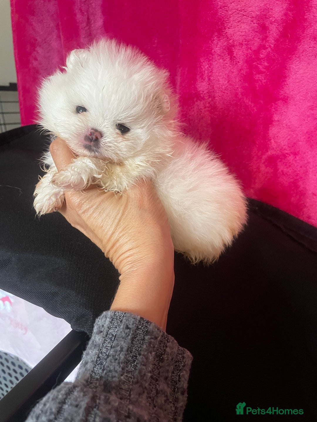 Pomeranian dogs for sale: Stunning Kc-reg boys 🌟🌟🌟🌟🌟 - Image 7