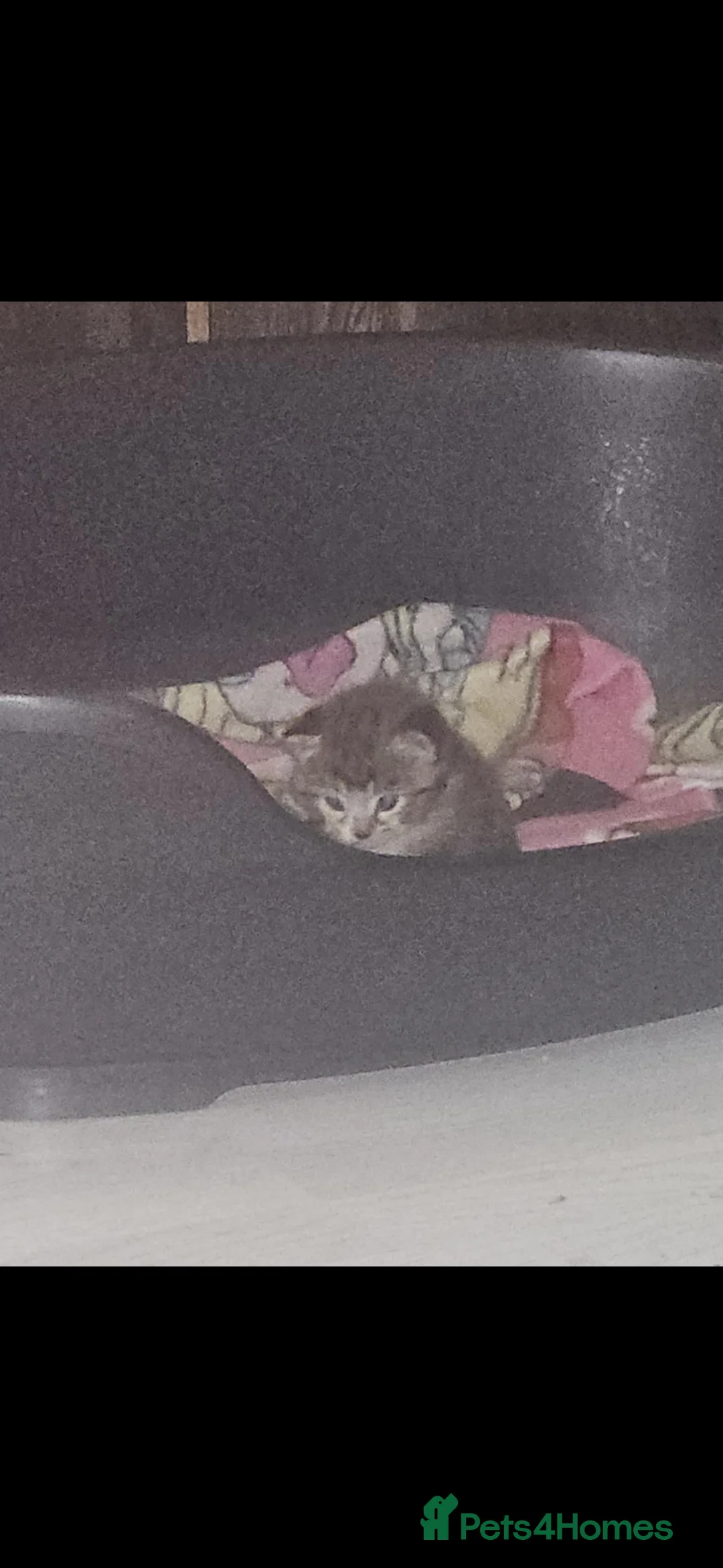 Mixed Breed cats for sale: Ethel 4 months old  - Advert 3