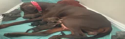 Dobermann dogs for sale: Beautiful Doberman puppues in Guisborough - Advert 3