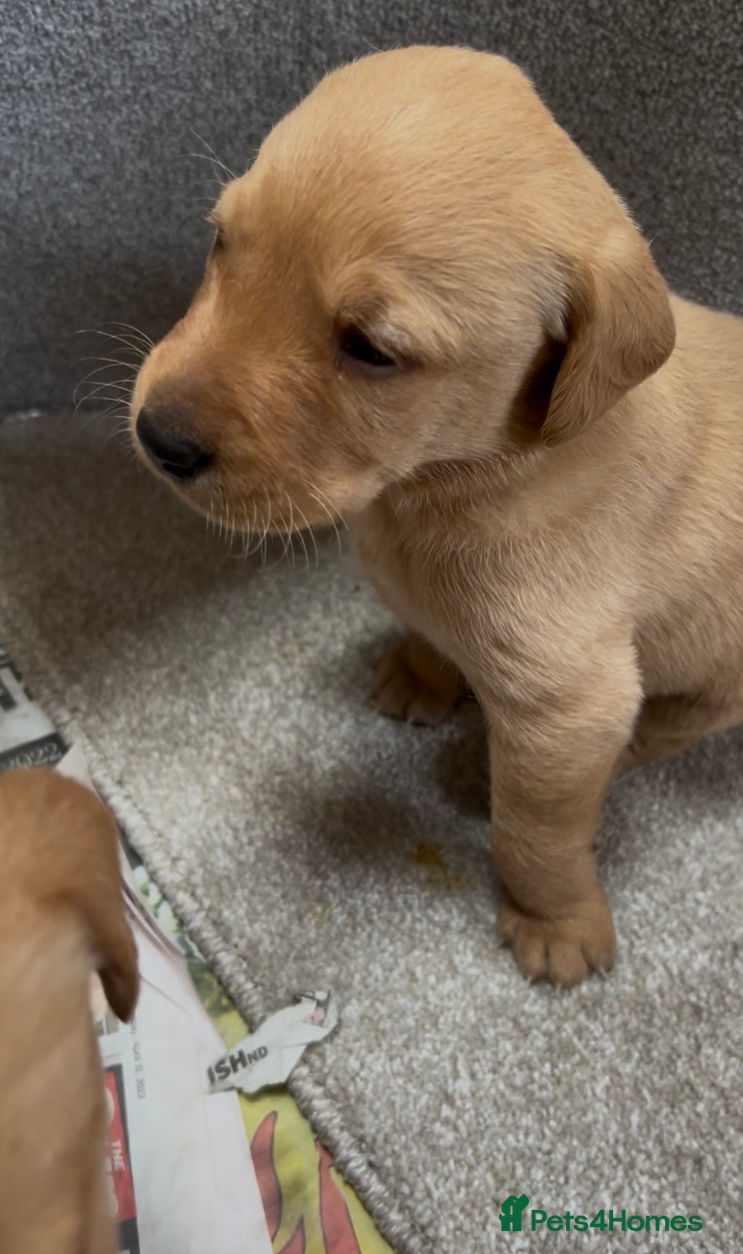 Labrador Retriever dogs for sale: KC Reg Labrador Puppies For Sale - Image 8