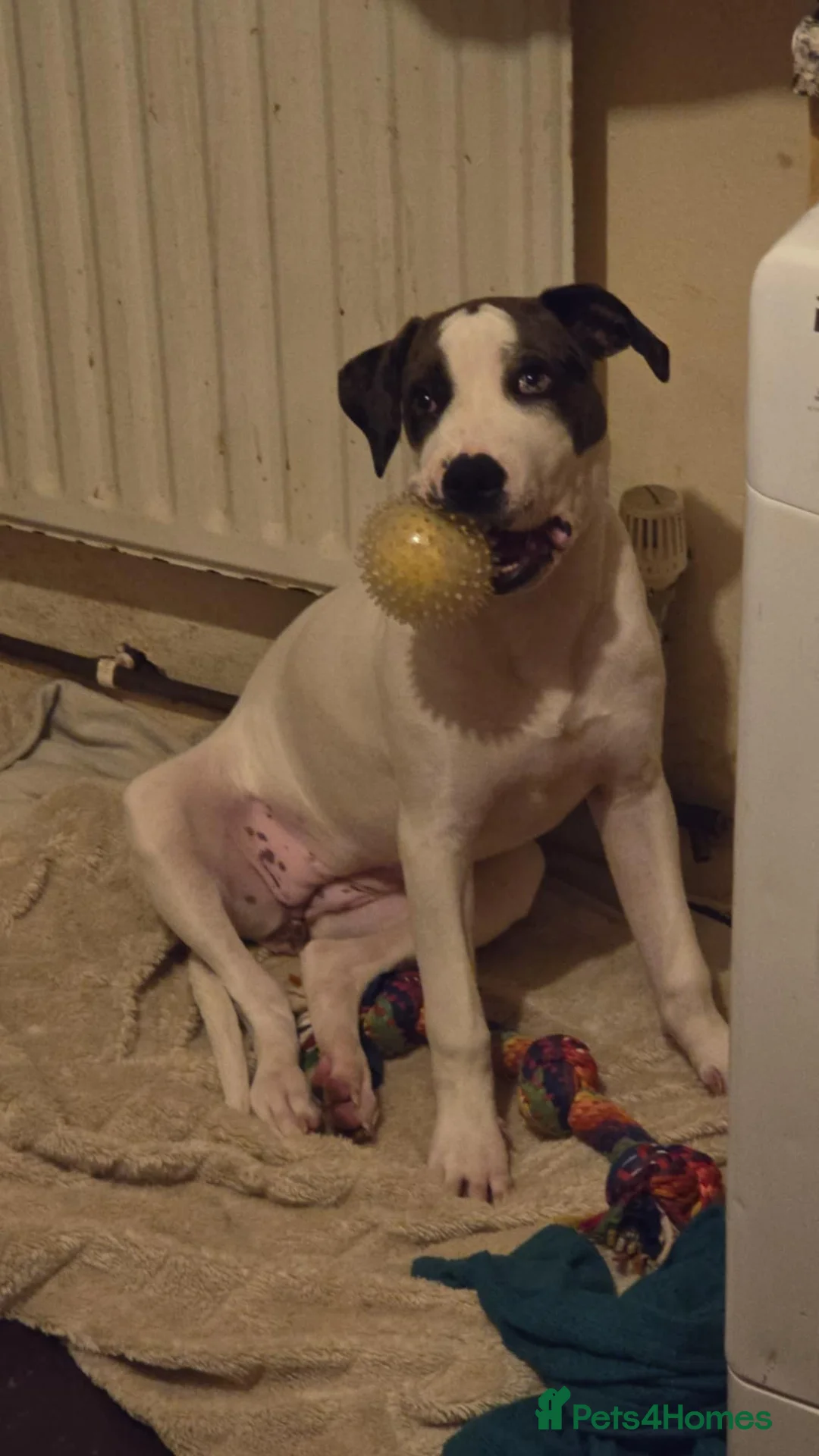 Mixed Breed dogs for sale: Alpha blue bloodline bulldog mixed  - Advert 6