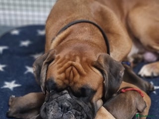 Boxer dogs Stunning Boxer Puppies - Advert 1