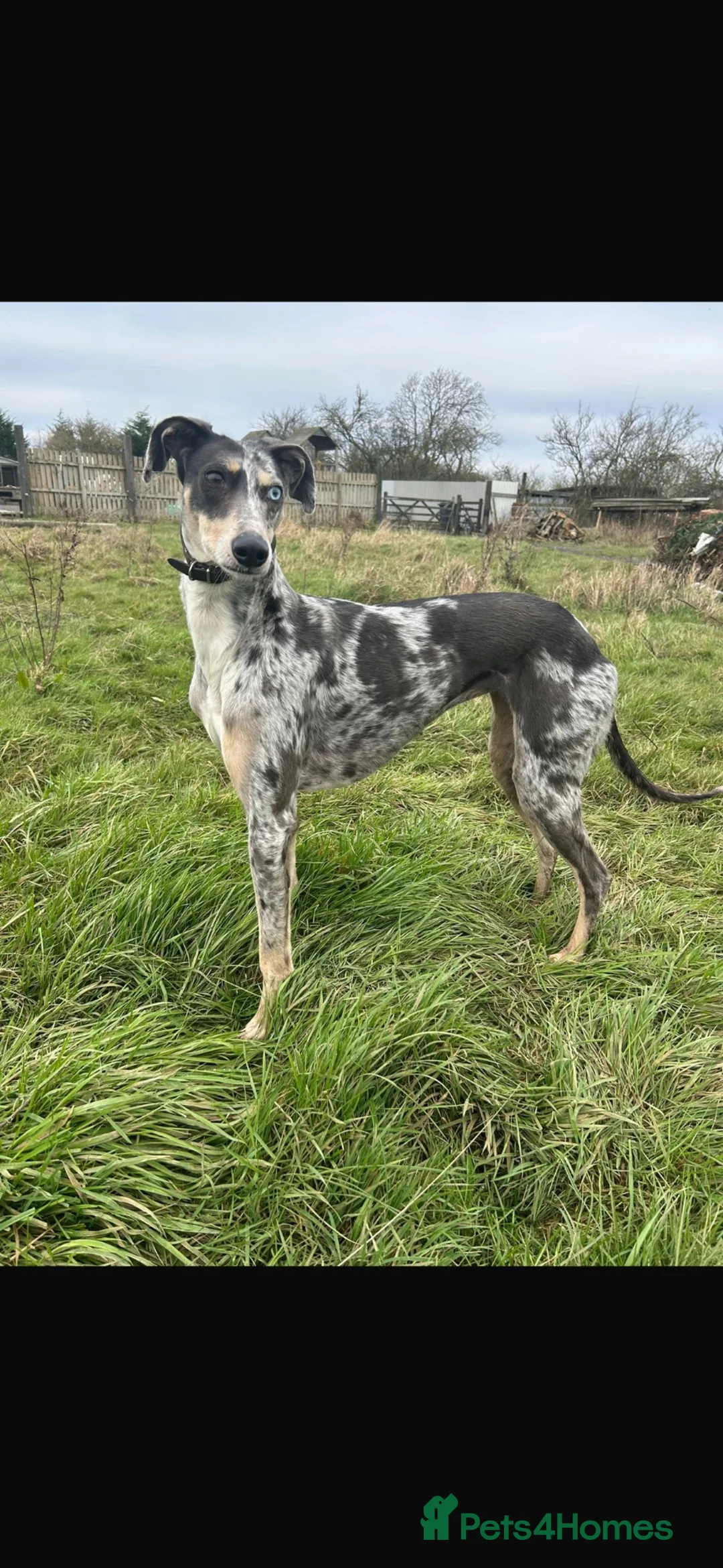 Lurcher dogs for sale: Lurcher puppies  - Advert 2