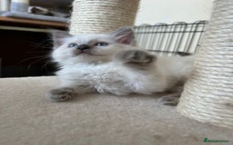 Ragdoll cats for sale: Ragdoll kittens - Image 7