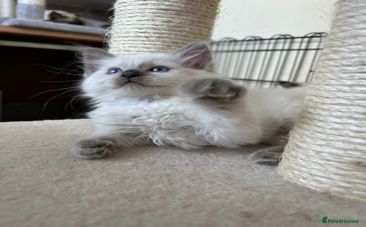 Ragdoll cats - Advert 4