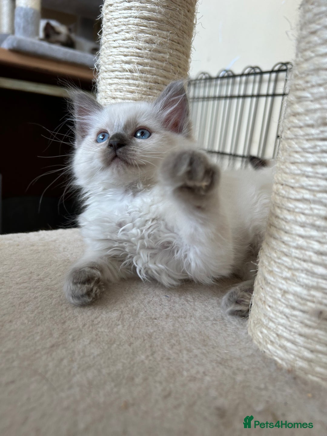 Ragdoll cats for sale: Ragdoll kittens - Image 7