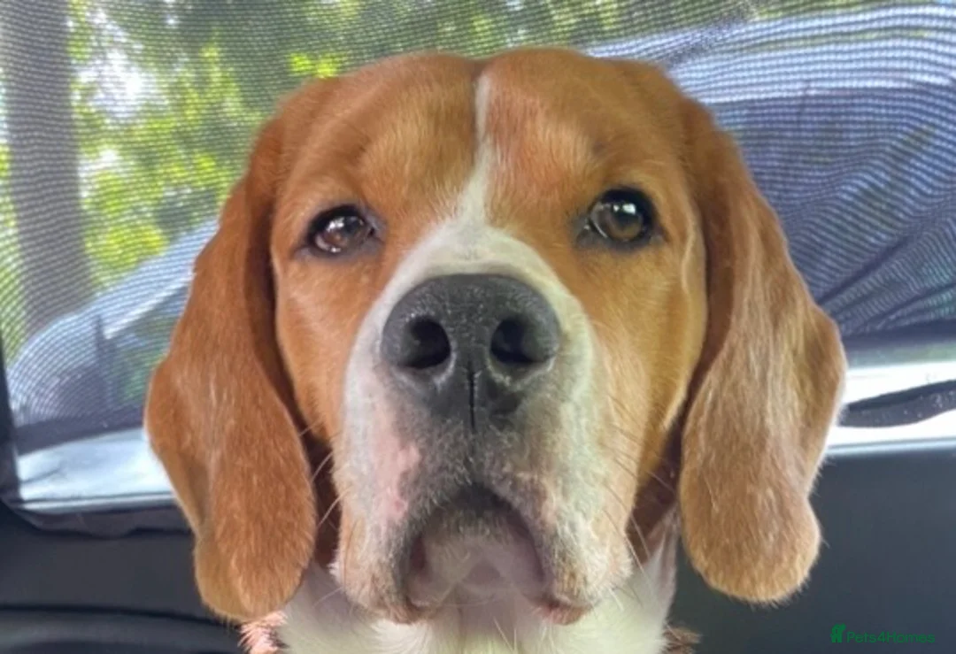 Beagle dogs for stud: KC registered Beagle stud in West Malling - Advert 3