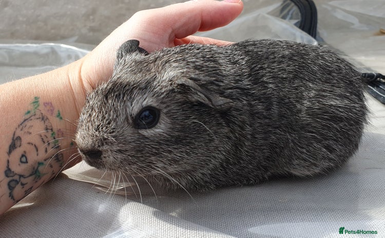 Guinea Pig rodents in Saint Helens - Advert 7