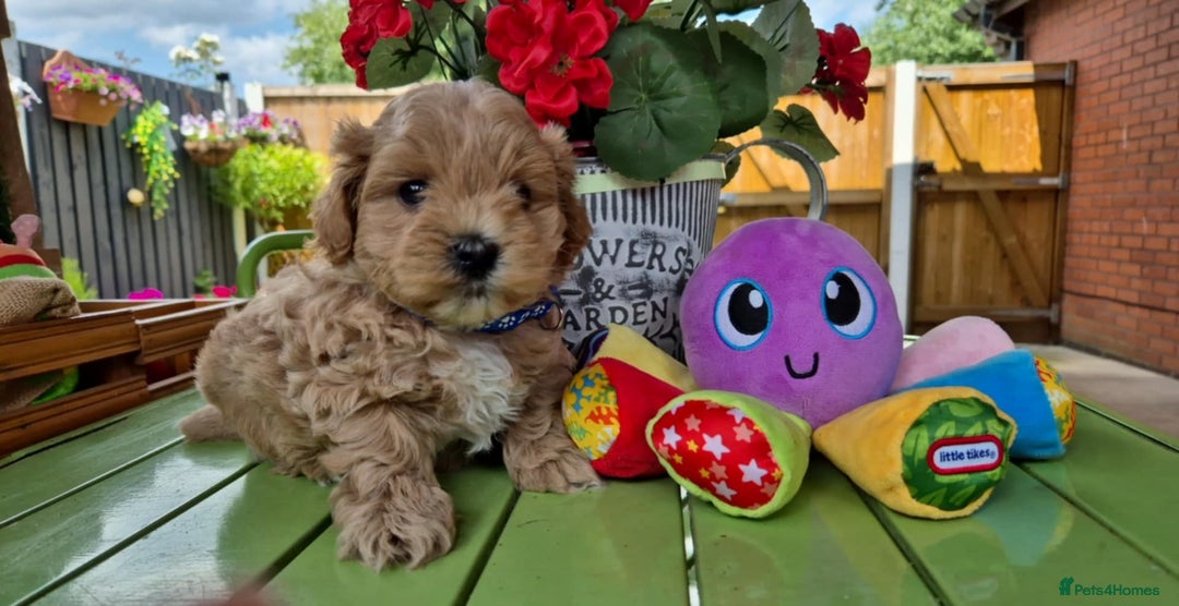 Maltipoo dogs for sale: Small Maltipoo boys ❤️❤️❤️ READY NOW 🫶 - Image 18