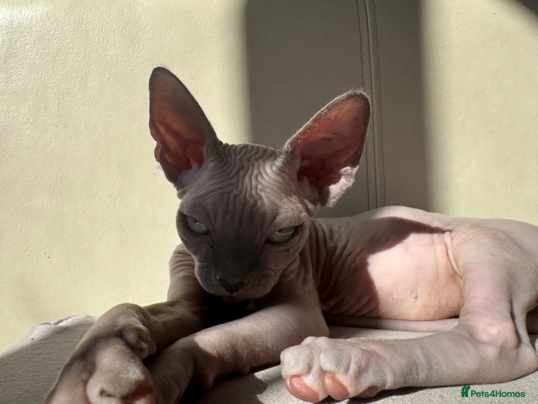 Sphynx cats for sale: Exceptional Sphynx Kittens — Home-Raised - Advert 2