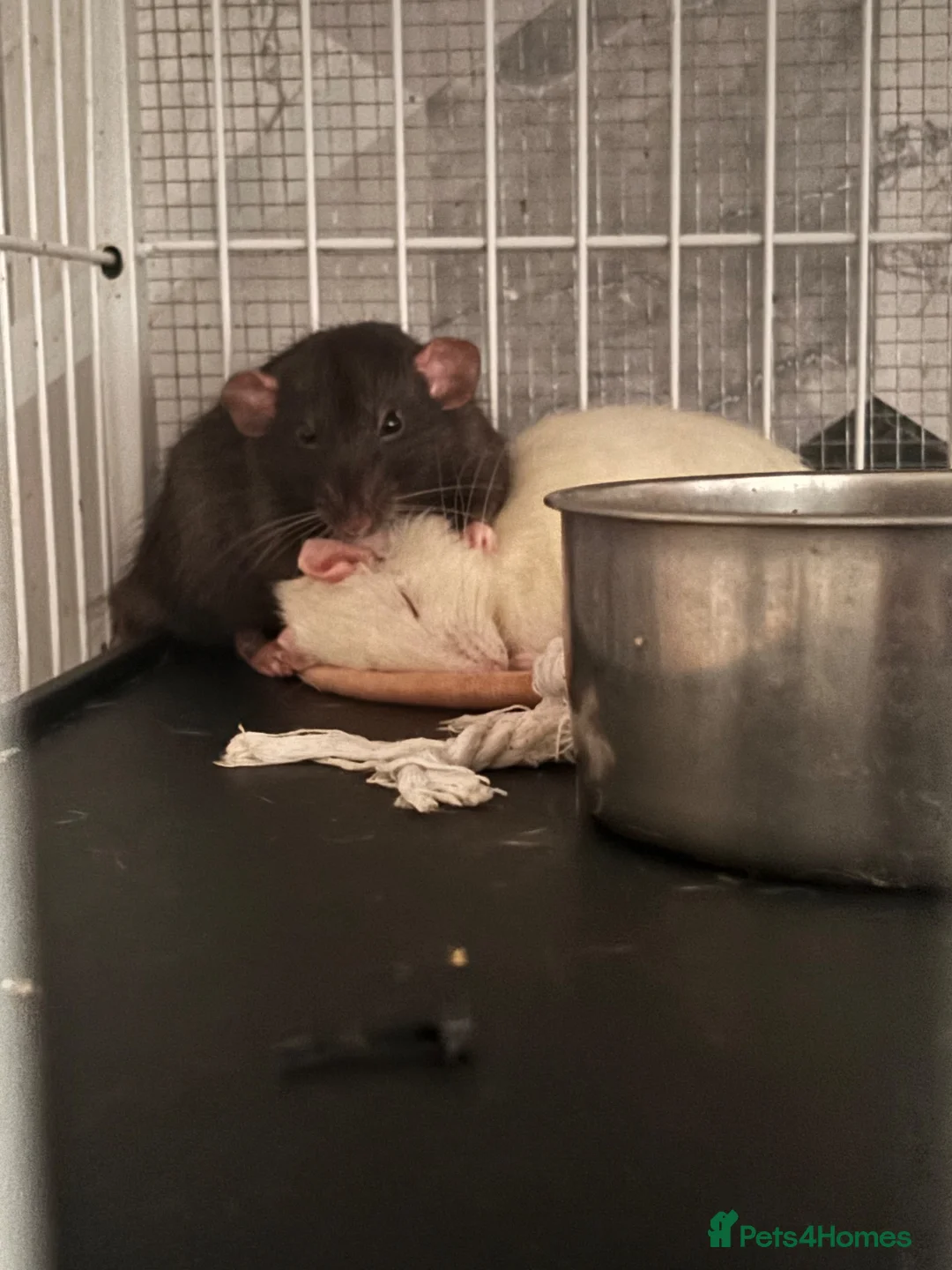 Rat rodents for sale: 3 male dumbo rats in Halesowen - Advert 6