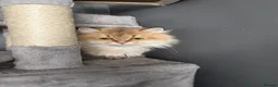 Persian cats for sale: Cute Persian cat - Advert 5